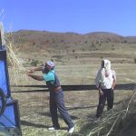 wheat field workers