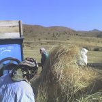 wheat field workers