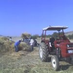 wheat field workers